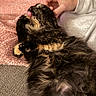 cat, fluffy, licking, paw, pink_blanket, hand, white_sleeve, texture, cozy, relaxed, indoor, pet, animal, fur, resting, closeup, cute, tabby, soft, companion