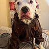 Bosko joined the competition — help win amazing prizes! dog, white_dog, pet, animal, portrait, hoodie, clothing, sitting, bed, bedroom, indoors, face, eyes, nose, ears, paws, brown, white, funny, cute