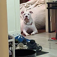 Bosko is registered to the contest to win money with this photo: dog, white_dog, pet, animal, sitting, doorway, indoors, bedroom, bed, blanket, laundry, shoes, clutter, floor, hallway, collar, chain_collar, portrait, watchful, home