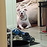 dog, white_dog, pet, animal, sitting, doorway, indoors, bedroom, bed, blanket, laundry, shoes, clutter, floor, hallway, collar, chain_collar, portrait, watchful, home
