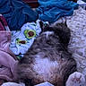 cat, kitten, fluffy, long_hair, black_and_white, lying_down, belly_up, paws, pink_paw_pads, sleeping, relaxed, blanket, bed, bedroom, avocado_pattern, home, indoors, cozy, fur, playful