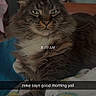 cat, feline, fluffy, long_hair, tabby, gray_fur, white_chest, green_eyes, whiskers, ears, paws, lying_down, relaxed, bed, blanket, indoor, bedroom, portrait, close_up, text_overlay
