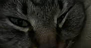 Zeke is registered to the contest to win money with this photo: cat, tabby, pet, animal, close_up, portrait, whiskers, ears, eyes, nose, fur, striped_fur, sleepy, serious, indoor, blanket, couch, dim_lighting, smartphone_photo, cozy