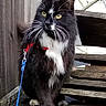 Joker is registered to the contest to win money with this photo: cat, black_and_white, yellow_eyes, feline, outdoor, leash, harness, wooden_fence, stacked_wood, concrete, pet, domestic_animal, whiskers, sitting, curious, fur, animal, side_view, nature, daylight