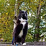 Joker is registered to the contest to win money with this photo: cat, black_and_white, animal, outdoor, tree, leaves, autumn, greenery, nature, feline, pet, whiskers, fur, paws, stone, background, daylight, curious, standing, collar