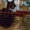 cat, rabbit, cage, hay, newspaper, indoor, pet, animal, curious, fence, black_and_white, white, brown, carpet, fur, whiskers, eyes, close_up, companion, floor