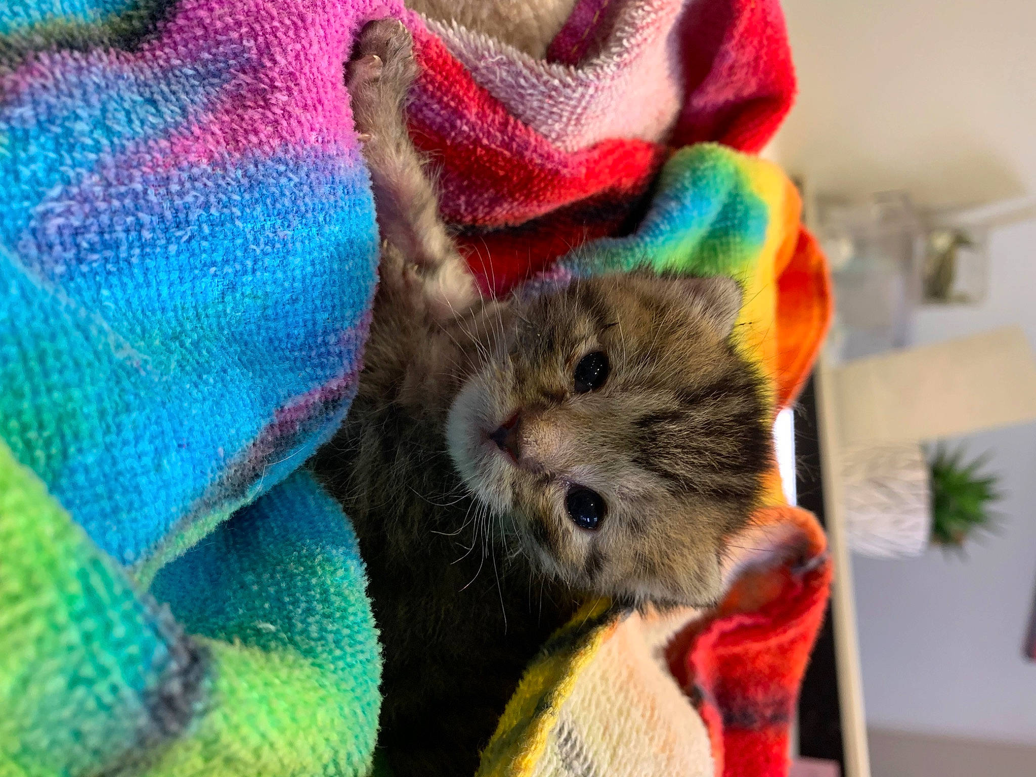 Cubone joined the competition — help win amazing prizes! art, cap, carnivore, cat, electric_blue, fashion_accessory, fawn, felidae, fur, knit_cap, linens, pattern, plush, small_to_medium_sized_cats, stuffed_toy, thread, toy, whiskers, wool, woolen