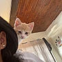 Azraël a rejoint le concours — aidez-le/la à gagner de superbes lots ! animal, bedroom, cat, closeup, curious, curtains, cute, domestic, earring, hair, indoor, kitten, light, person, pet, shoulder, wall_photos, white_shirt, wooden_ceiling, young_cat