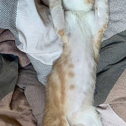 Azraël a rejoint le concours — aidez-le/la à gagner de superbes lots ! animal, bed, blanket, cat, cozy, cute, fur, indoor, kitten, napping, orange, paws_up, pet, relaxed, resting, sleeping, soft, stretched_out, striped, white