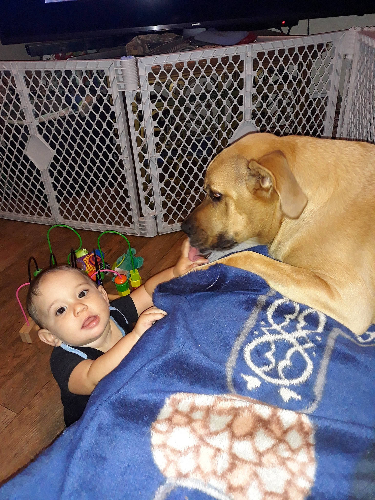 Chad is registered to the contest to win money with this photo: boerboel, broholmer, canidae, carnivore, dog, dog_breed, fawn, guard_dog, labrador_retriever, person, rhodesian_ridgeback, sporting_group