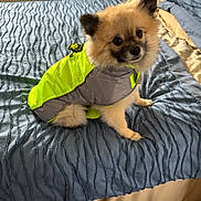 Frankie joined the competition — help win amazing prizes! dog, pet, bed, blanket, blue, jacket, reflective_clothing, fur, indoor, comfort, curious, small_dog, canine, animal, cute, looking_up, bedroom, furniture, pomeranian, cozy