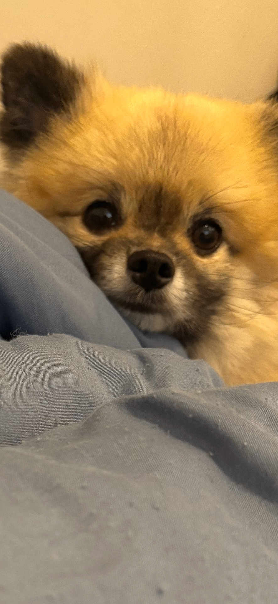 Frankie is registered to the contest to win money with this photo: dog, fluffy, cute, pet, closeup, face, nose, eyes, ears, fur, blanket, blue, cozy, indoor, resting, soft, animal, companion, adorable, portrait