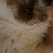 Orphee participe au concours pour gagner de l'argent avec cette photo : animal, blur, blurred, cat, close_up, cozy, cute, domestic, face, feline, fluffy, fur, furry, indoor, mammal, pet, resting, sleeping, soft, whiskers