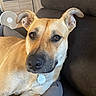 animal_portrait, brown_eyes, canine, close_up, collar, companion, couch, cute, dog, domestic_animal, ears_up, furniture, household, indoor, living_room, pet, relaxed, resting, tag, tan_dog