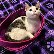 Buttercup is registered to the contest to win money with this photo: animal, basket, blanket, cat, cozy, curious, cute, domestic_cat, feline, fur, gray, indoor, looking_up, paw_prints, pet, purple, resting, small, soft, white