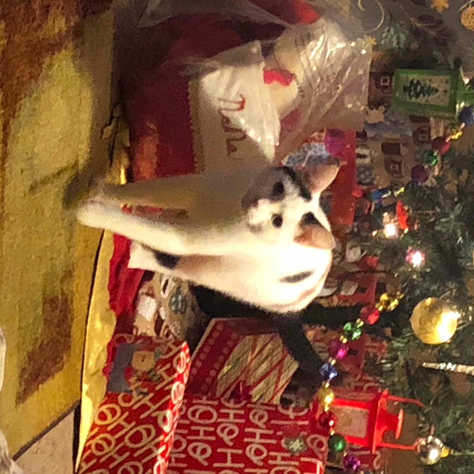 Milo