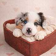 Wolf is registered to the contest to win money with this photo: puppy, dog, pet, australian_shepherd, blue_eye, brown_eye, heterochromia, heart_pattern, heart_shaped_box, box, blanket, bedding, cute, closeup, portrait, soft_light, fluffy, nose, paw, studio_photography