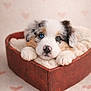 puppy, dog, pet, australian_shepherd, blue_eye, brown_eye, heterochromia, heart_pattern, heart_shaped_box, box, blanket, bedding, cute, closeup, portrait, soft_light, fluffy, nose, paw, studio_photography