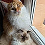 animal, blue_eyes, cat, cats, companion, cream_cat, curious, cute, domestic_animal, feline, fluffy, fur, indoor, orange_cat, pet, relaxed, soft, whiskers, white_cat, window