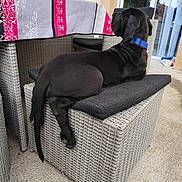 Arès a rejoint le concours — aidez-le/la à gagner de superbes lots ! animal, black_dog, collar, concrete_floor, cushion, daylight, dog, furniture, glass_door, man, outdoor, patio, pet, relaxing, seated, side_view, table, tablecloth, wicker_furniture, window