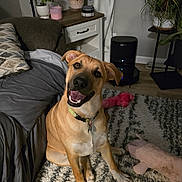 Gus joined the competition — help win amazing prizes! dog, smiling, indoor, rug, plush_toy, plant, furniture, bed, cushion, wooden_floor, decor, pet, collar, happy, canine, living_room, toy, carpet, table, houseplant