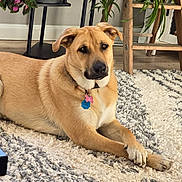 Cali joined the competition — help win amazing prizes! dog, tan_dog, pet, indoor, rug, crossed_paws, plant, wooden_furniture, cozy, carpet, floor, collar, tag, relaxed, animal, mammal, domestic_animal, houseplant, living_room, cute
