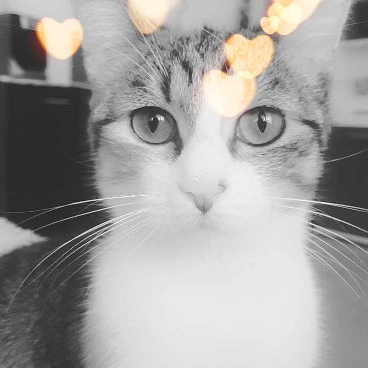 Molly a rejoint le concours — aidez-le/la à gagner de superbes lots ! aegean_cat, american_wirehair, black_and_white, carnivore, cat, close_up, domestic_short_haired_cat, ear, european_shorthair, eye, felidae, fur, kitten, nose, organ, small_to_medium_sized_cats, snapshot, snout, whiskers, white