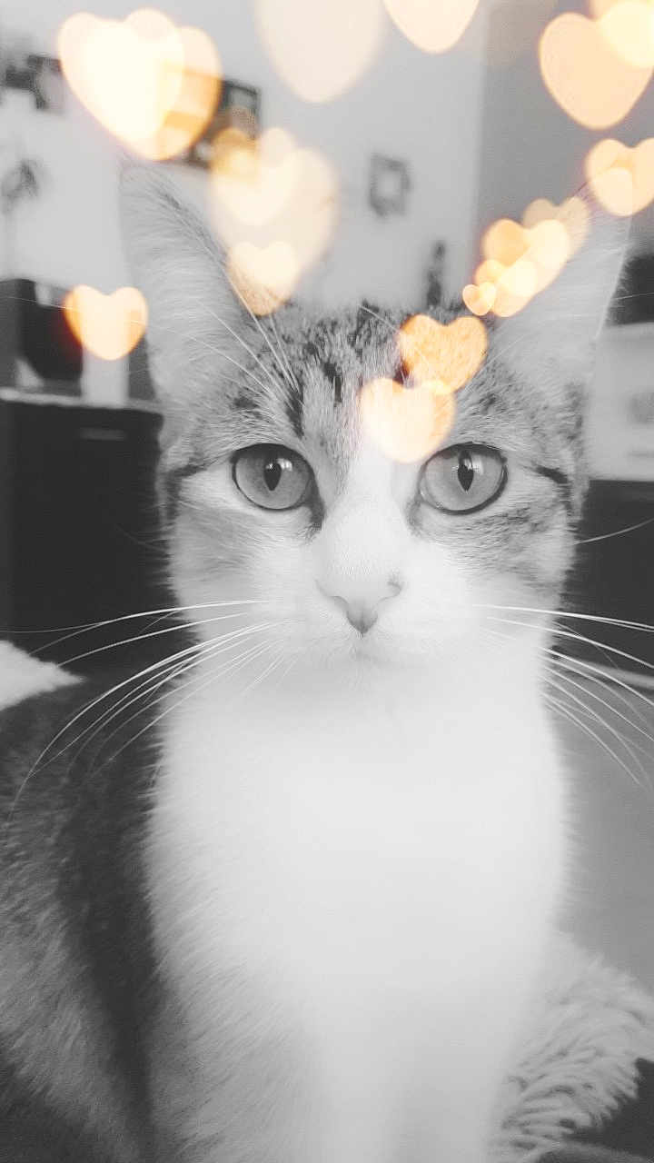 Molly a rejoint le concours — aidez-le/la à gagner de superbes lots ! aegean_cat, american_wirehair, black_and_white, carnivore, cat, close_up, domestic_short_haired_cat, ear, european_shorthair, eye, felidae, fur, kitten, nose, organ, small_to_medium_sized_cats, snapshot, snout, whiskers, white