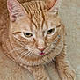Phoenix a rejoint le concours — aidez-le/la à gagner de superbes lots ! abyssinian, animal, cat, kitten, manx, pet
