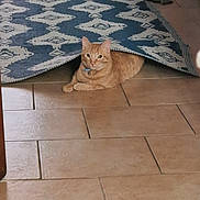 Phoenix participe au concours pour gagner de l'argent avec cette photo : abyssinian, animal, cat, flagstone, hardwood, homedecor, indoors, interiordesign, kitten, manx, mortarshell, path, pet, plywood, rug, slate, tile, walkway, weapon, wood