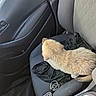 Saina joined the competition — help win amazing prizes! dog, puppy, canine, cream_fur, fluffy, sitting, car, passenger_seat, vehicle, interior, dashboard, door_panel, seatbelt, headphones, cable, cup, road_trip, travel, indoor, pet