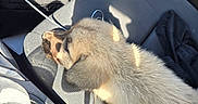 Saina joined the competition — help win amazing prizes! puppy, dog, sleeping, fluffy, fur, animal, pet, car, passenger_seat, vehicle, interior, sunlight, road_trip, water_bottle, charging_cable, seat, relaxed, cute, canine, companion