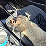 puppy, dog, sleeping, fluffy, fur, animal, pet, car, passenger_seat, vehicle, interior, sunlight, road_trip, water_bottle, charging_cable, seat, relaxed, cute, canine, companion