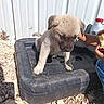 Saina is registered to the contest to win money with this photo: puppy, dog, canine, animal, standing, outdoor, sunlight, gravel, plastic_container, corrugated_wall, brown_fur, floppy_ears, short_hair, small_dog, serious_expression, human_hand, apple_core, bottle, worksite, photography