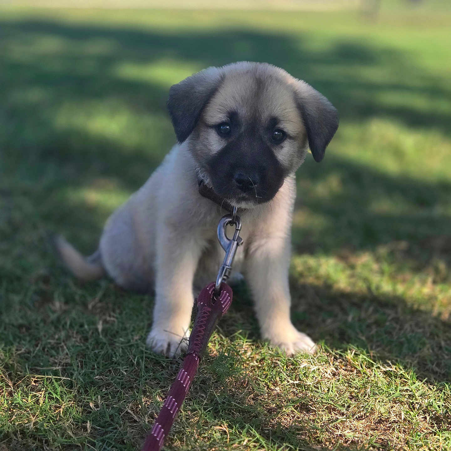 Saina joined the competition — help win amazing prizes! puppy, dog, canine, pet, animal, outdoor, grass, park, leash, collar, sitting, portrait, brown_fur, black_muzzle, floppy_ears, cute, looking_at_camera, natural_light, blurred_background, companion
