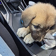 Saina joined the competition — help win amazing prizes! puppy, dog, canine, animal, fluffy, fur, brown, black, face, eyes, ears, paws, cute, portrait, car, interior, center_console, water_bottle, vehicle, closeup