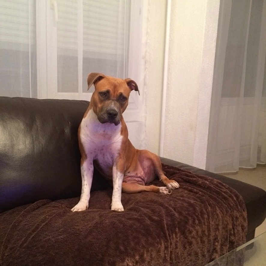 Joy participe au concours pour gagner de l'argent avec cette photo : animal, architecture, bed, boxer, building, bulldog, canine, couch, cushion, dog, furniture, homedecor, hound, indoors, interiordesign, livingroom, pet, pitbull, puppy, room