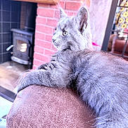 Duke joined the competition — help win amazing prizes! animal, armrest, brick_wall, cat, couch, cozy, domestic_cat, fur, furry, gray_cat, home_interior, indoor, kitten, mammal, pet, relaxed, side_view, soft_light, window, wood_stove