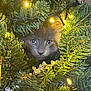 cat, kitten, christmas_tree, pine_needles, fairy_lights, greenery, holiday, decorations, curious, animal, pet, close_up, nature, indoor, festive, ornaments, twinkling_lights, cute, fluffy, face