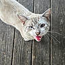 cat, feline, cream_fur, blue_eyes, open_mouth, whiskers, ears, animal, pet, close_up, portrait, playful, surprised, vocalizing, wooden_floor, wood_planks, outdoor, natural_light, fur, funny