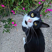 Oreo joined the competition — help win amazing prizes! cat, tuxedo_cat, black_and_white, pet, animal, feline, yellow_eyes, whiskers, portrait, outdoor, garden, flowers, magenta_flowers, greenery, concrete, patio, sitting, looking_up, close_up, nature