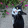 cat, tuxedo_cat, black_and_white, pet, animal, feline, yellow_eyes, whiskers, portrait, outdoor, garden, flowers, magenta_flowers, greenery, concrete, patio, sitting, looking_up, close_up, nature