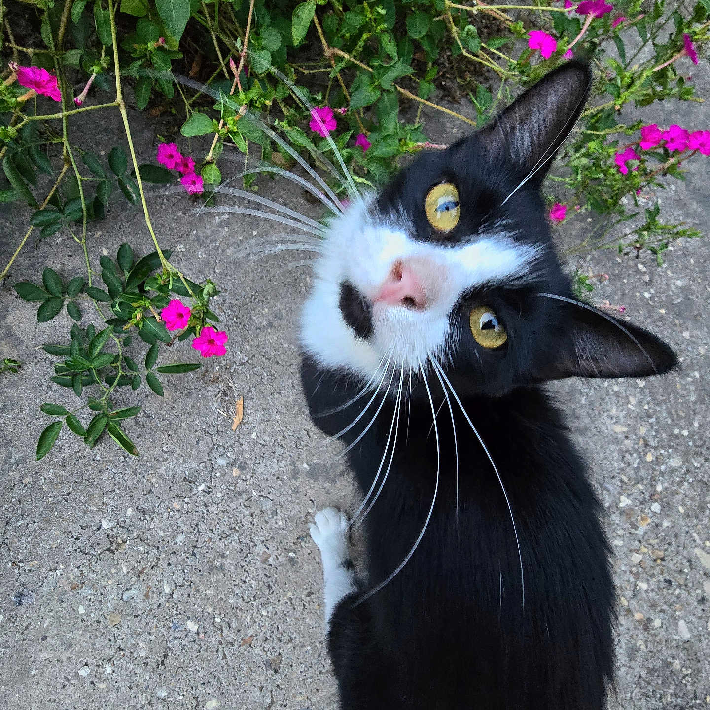 Oreo
