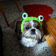 Iouky participe au concours pour gagner de l'argent avec cette photo : adorable, animal, brown_and_white, carpet, companion, costume, curious, cute, dog, domestic, face, floor, frog_hat, furniture, home, indoor, looking_up, pet, shaggy_fur, small_dog