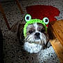 adorable, animal, brown_and_white, carpet, companion, costume, curious, cute, dog, domestic, face, floor, frog_hat, furniture, home, indoor, looking_up, pet, shaggy_fur, small_dog