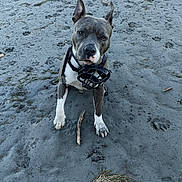 Raïka a rejoint le concours — aidez-le/la à gagner de superbes lots ! dog, muzzle, beach, sand, seaweed, footprints, pet, animal, outdoor, nature, curious, sitting, canine, playful, muzzle_mask, brown, white_paws, ears_up, loyal, waiting