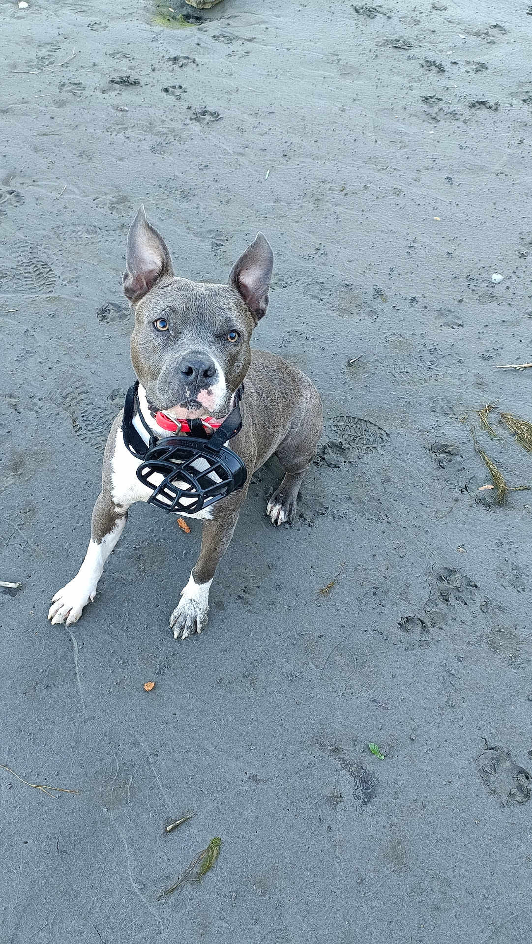 Raïka a rejoint le concours — aidez-le/la à gagner de superbes lots ! dog, muzzle, collar, sand, mud, paw_prints, outdoor, pet, animal, alert, grey_coat, white_paws, looking_up, canine, fur, ears_up, standing, ground, nature, curious