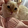 abyssinian, angora, animal, armchair, blanket, cat, chair, couch, cushion, furniture, homedecor, kitten, manx, pet, quilt, siamese
