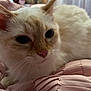 abyssinian, angora, animal, blanket, cat, couch, cushion, furniture, hardwood, homedecor, kitten, manx, pet, siamese, wood