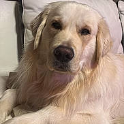 Volt participe au concours pour gagner de l'argent avec cette photo : dog, golden_retriever, pet, animal, indoor, couch, white, fur, relaxed, portrait, closeup, canine, mammal, domestic_animal, resting, companion, house, living_room, cute, friendly